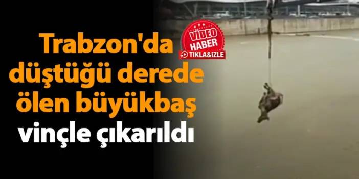 Trabzon'da düştüğü derede ölen büyükbaş vinçle çıkarıldı