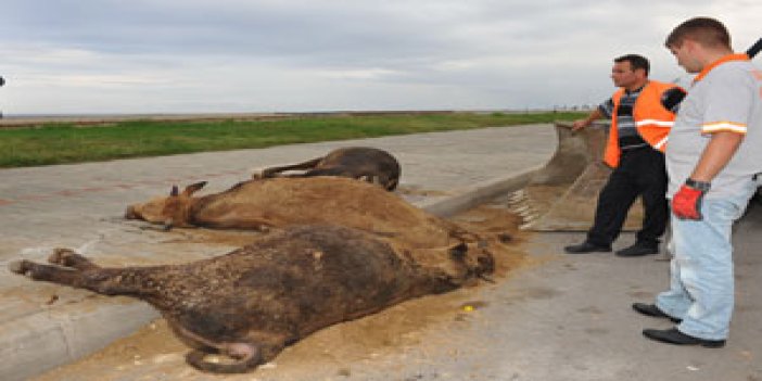 Trabzon'da ölü hayvan bulundu