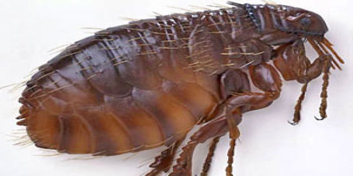 Böcek dehşet saçıyor: 20 ölü
