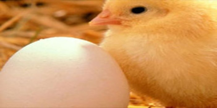 Trabzon'dan yumurta uyarısı