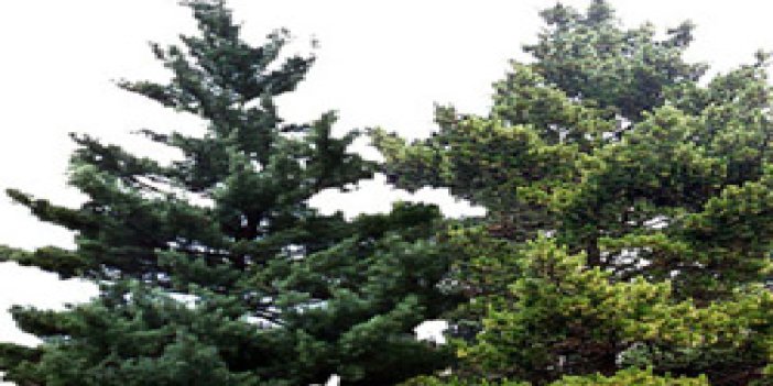 Trabzon'da çam ağacı hırsızlığı