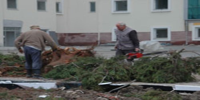 Rize'de hastane için ağaç kestiler