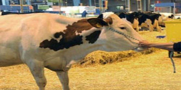 Çin malı inek: Anne sütü üretiyor