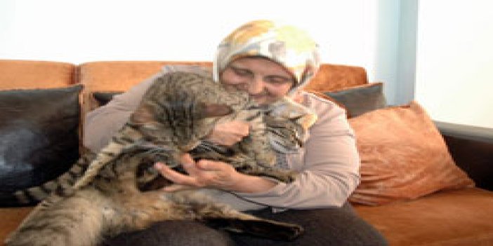 Trabzon'da "kedi davası" keşfi