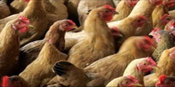 Türkiye'de 400 bin tavuk öldü!