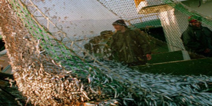 Trabzon'da balık işlenecek