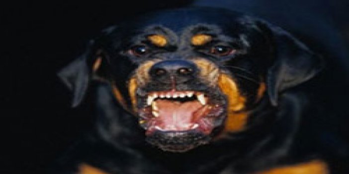 Rize'de kavgayı Rottweiler ayırdı