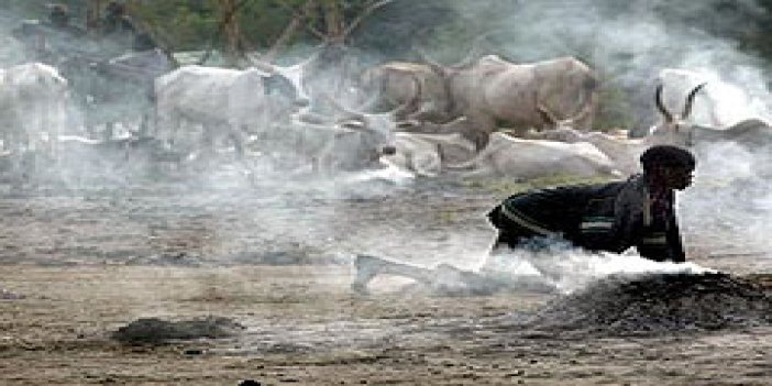 Sığır çatışması: 70 ölü