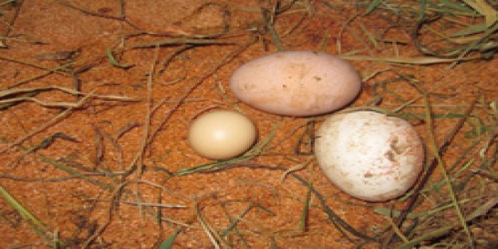 Dünyanın en küçük yumurtası !