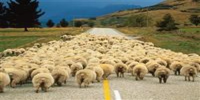 Çobanlı koyunlu protesto!
