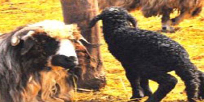 Of koyunu çifter çifter kuzuluyor