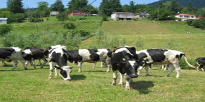 Ağasar'da 120 baş sığır dağıtıldı