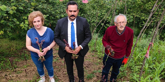 Trabzon'da salep fidelerinden ilk hasat yapıldı