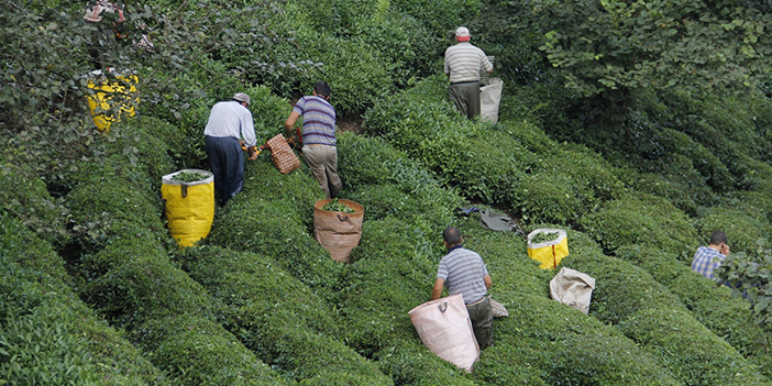 Çay alımlarında özel sektör ÇAYKUR'un önüne geçti