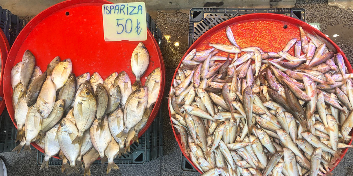 Trabzon'da balık tezgâhlarında durum ne?  Türüne göre balık boyu ne kadar olmalı?
