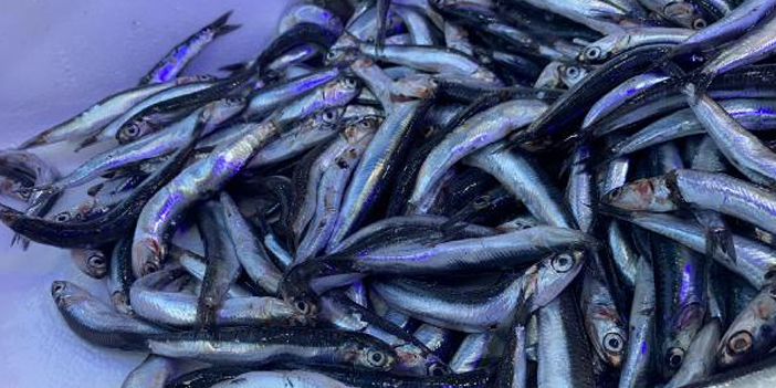 Karadeniz’de aşırı avcılık tehlikesi! Hamsi boyu küçüldü