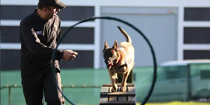 Duman ve Limon! Trabzon'da uyuşturucu avcısı kahraman köpekler
