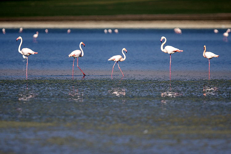 konyanin-flamingo-cenneti-duden-golunde-su-seviyesi-alarm-veriyor-001.jpg
