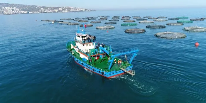 Karadeniz Somonu ihracatına 'Göl somonu' darbesi