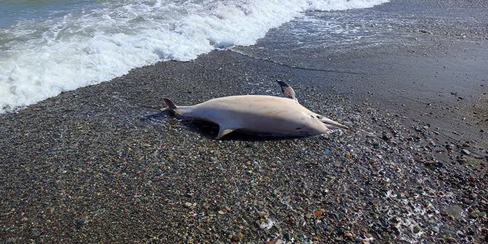 Trabzon'da sahile ölü yunus vurdu