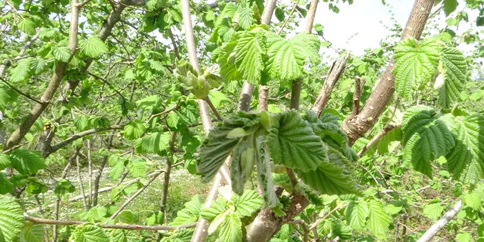 Giresun'da fındık ağaçları erken meyve vermeye başladı! Üretici endişeli 