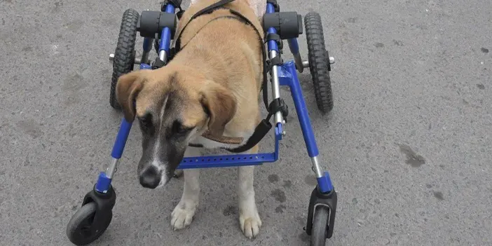 Ordu omurgası kırılan köpeğine 4 tekerlekli yürüteç yaptı
