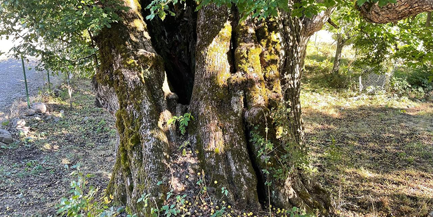 Artvinde bulunan dünyanın en yaşlı armut ağacının meyve hasadı yapıldı
