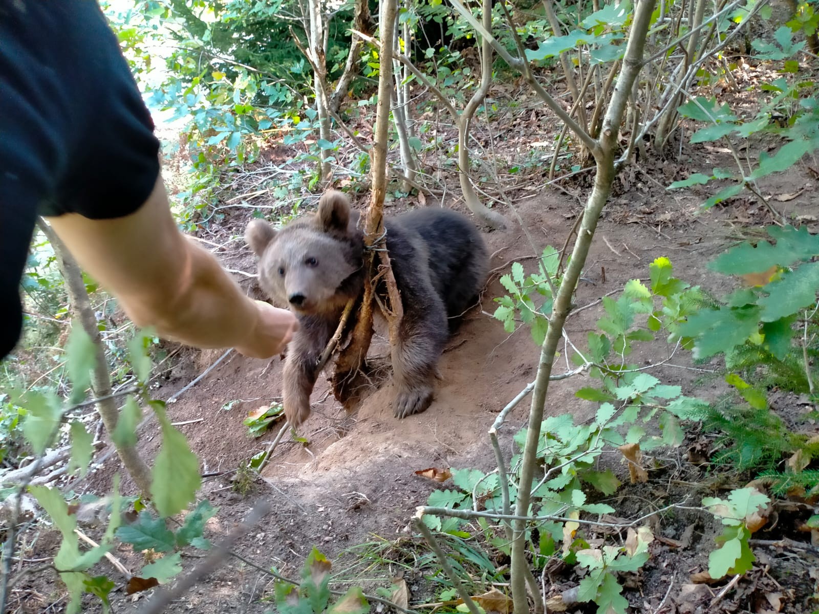 Rize'de ayı fındık bahçesinde çelik tellere takıldı