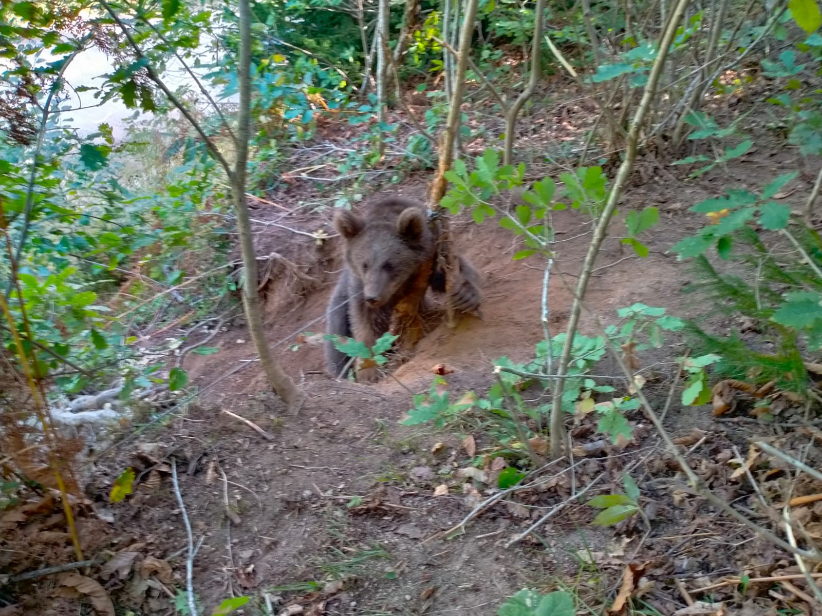 Rize'de ayı fındık bahçesinde çelik tellere takıldı