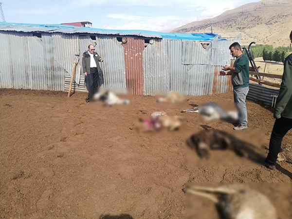 Bayburt'ta sürüye saldıran kurtlar 12 koyunu telef etti