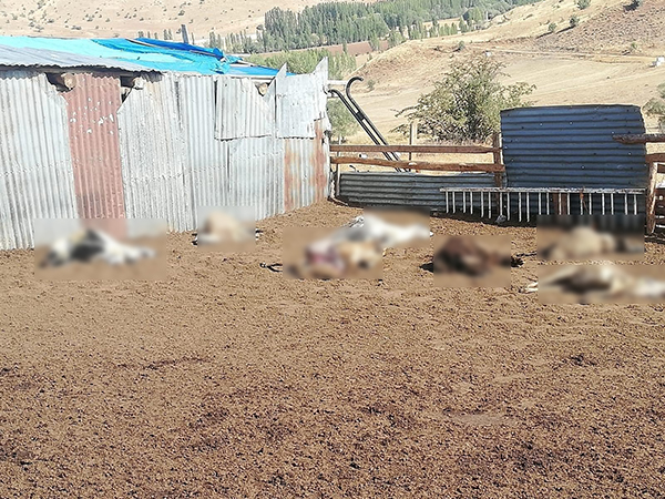 Bayburt'ta sürüye saldıran kurtlar 12 koyunu telef etti