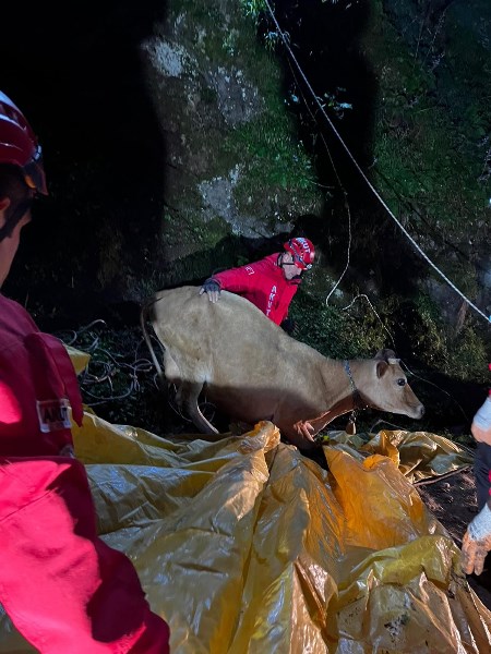 Giresun'da yamaçtan düştüğü yerde mahsur kalan ineği AKUT kurtardı