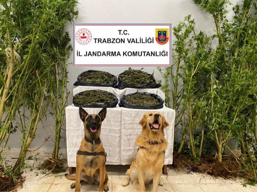 Trabzon’da jandarmadan uyuşturucu operasyonu!