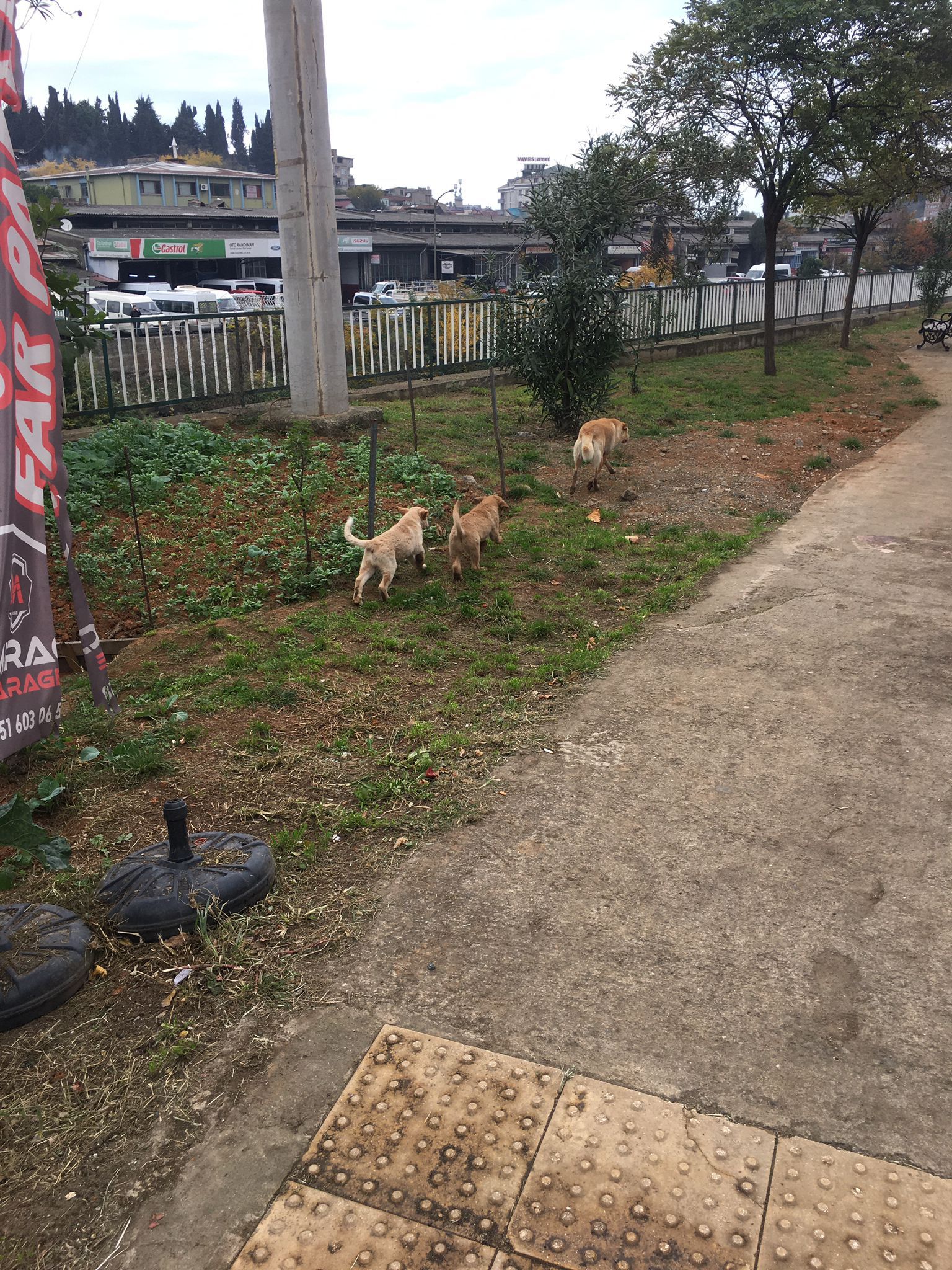 Trabzon'da mahsur kalan köpekleri itfaiye kurtardı