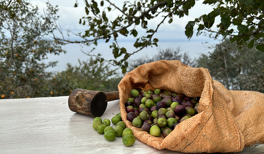 Trabzon'da hasat edilen zeytinler geleneksel yöntemlerle işleniyor