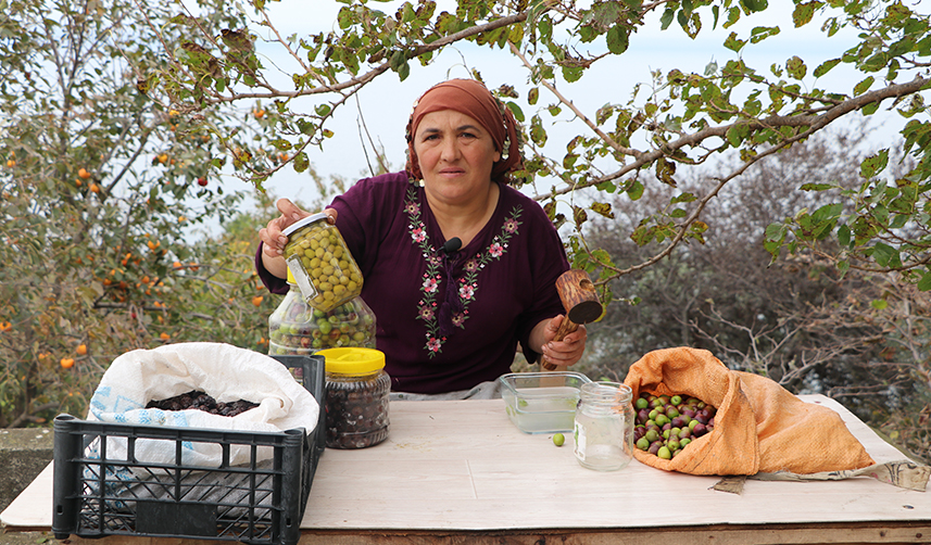 Trabzon'da hasat edilen zeytinler geleneksel yöntemlerle işleniyor