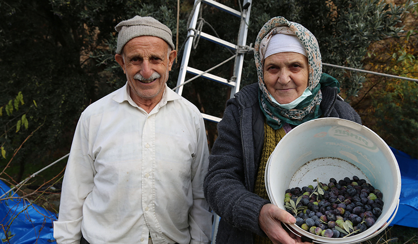 Artvin'de lezzet ödüllü "Butko zeytini"nin hasadı