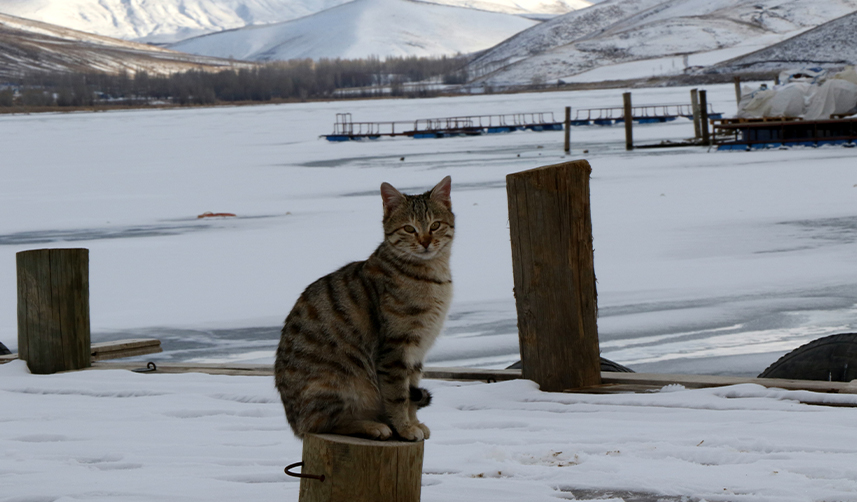 Bayburt'ta-soğuk-hava-göletleri-dondurdu