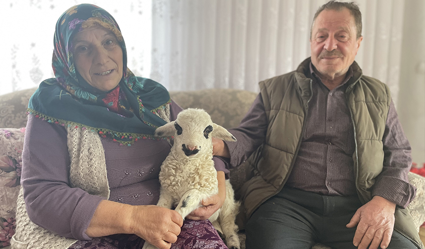 Trabzon'da bir haftalık 'Pamuk'u evlerinde bakıyorlar