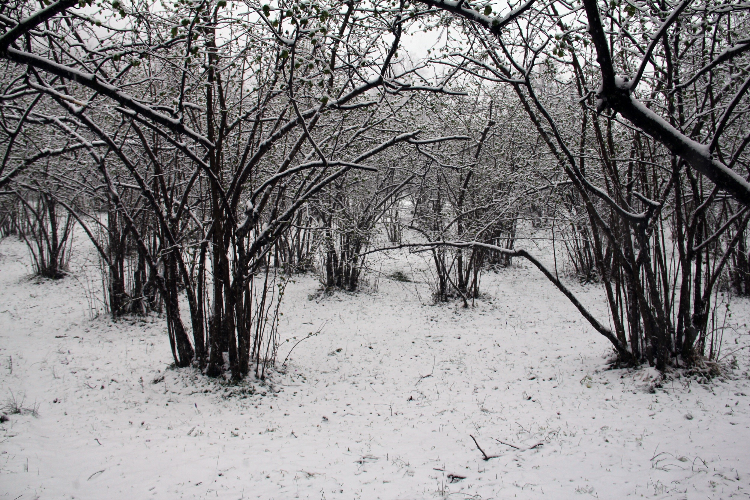 Giresun'da kar yağışı fındık üreticilerini sevindirdi 