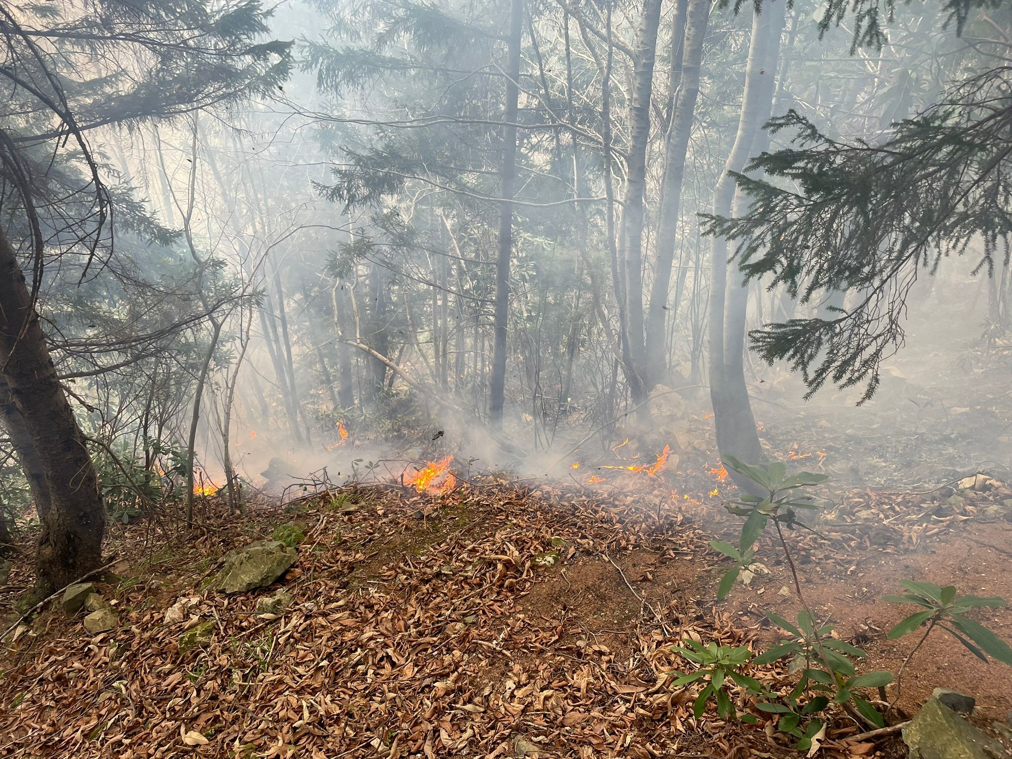 Trabzon'da ormanlık alanda yangın! 