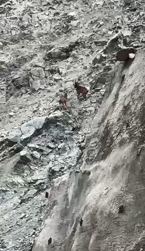 Artvin’de dağ keçileri uçurumun kenarında kozlarını böyle paylaştı
