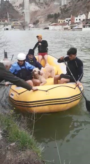 Artvin'de sular altında kalan ilçede mahsur kalan sokak hayvanları bot ile kurtarıldı
