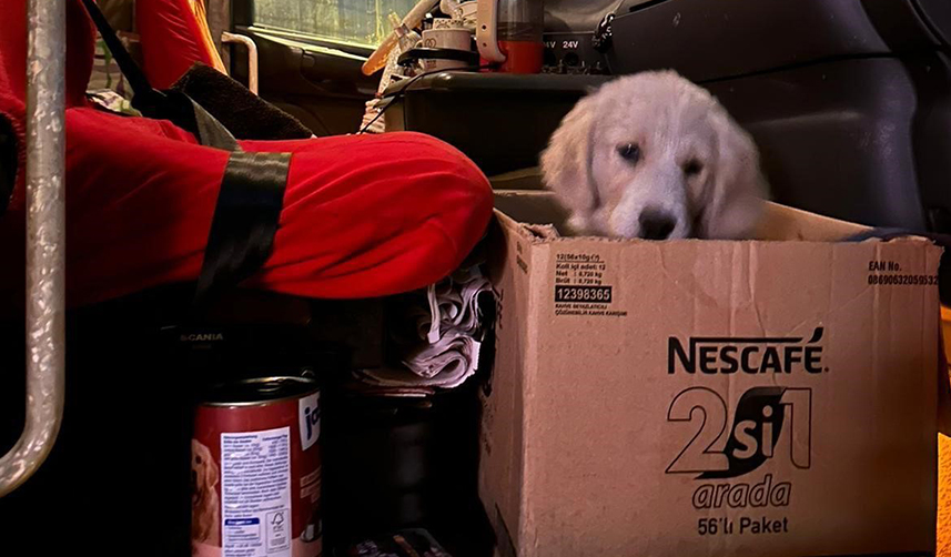 Enkaz altından kurtarılan köpek Trabzon'da sahiplendirildi
