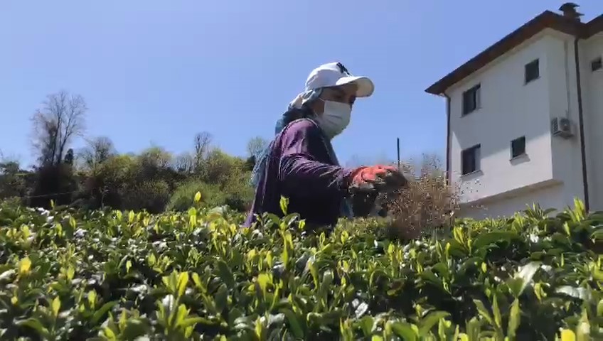 Doğu Karadeniz'de çay sezonu hazırlıkları başladı