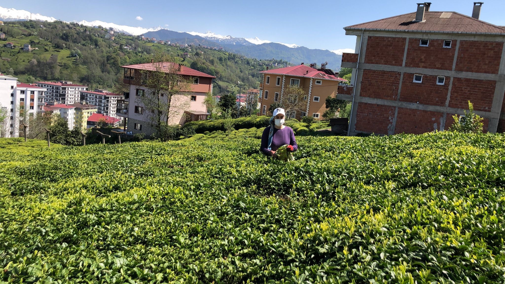 Doğu Karadeniz'de çay sezonu hazırlıkları başladı