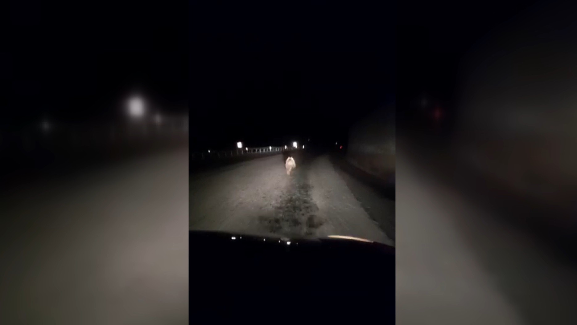 Bayburt'ta yavru ayı kara yolunda görüntülendi 