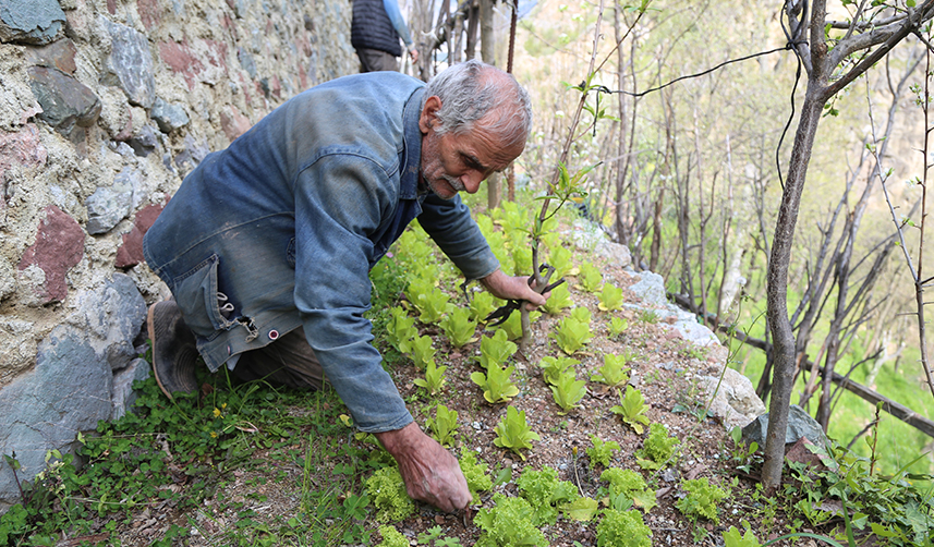 Artvinli duvar ustasının dik yamaçtaki 60 yıllık tarım öyküsü