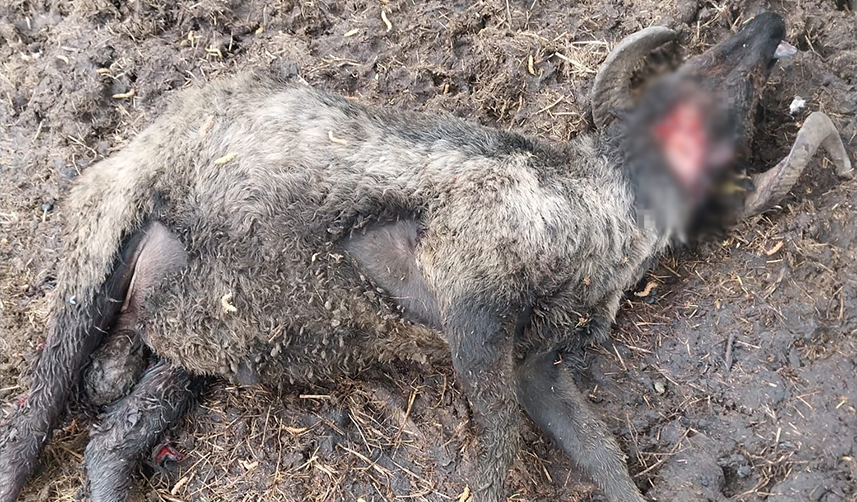 Artvin'de ağıla ayı saldırdı! 20 koyun telef oldu